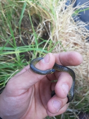 Atractus crassicaudatus