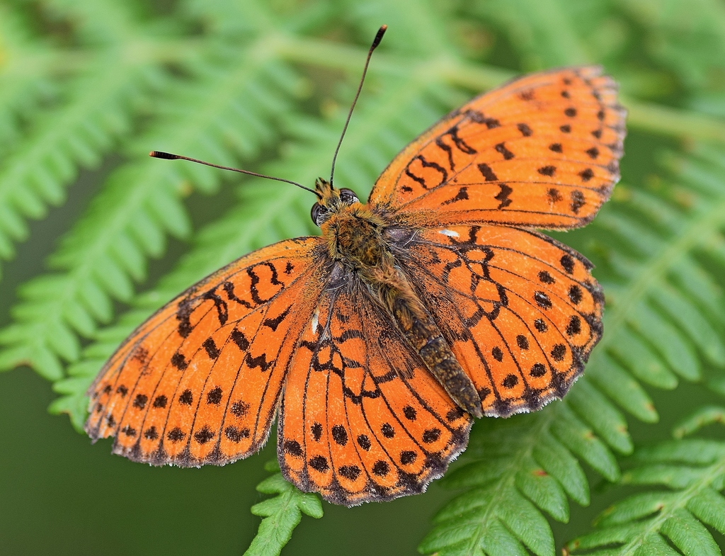 Twin-spot Fritillary