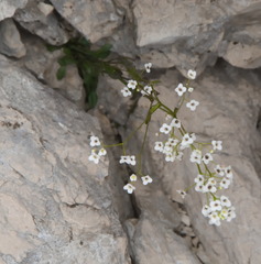 Kernera saxatilis saxatilis