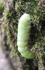 Bena bicolorana