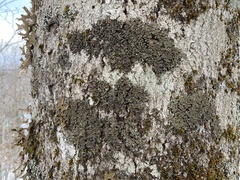 Physconia grumosa