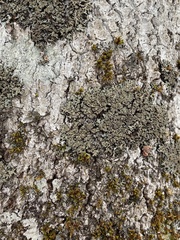 Physconia grumosa