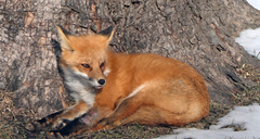 Vulpes vulpes