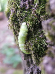 Bena bicolorana