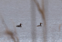 Podiceps cristatus