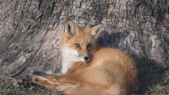 Vulpes vulpes
