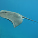 Pelagic Stingray - Photo (c) Sylvain Le Bris, some rights reserved (CC BY-NC), uploaded by Sylvain Le Bris