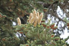 Abies cephalonica