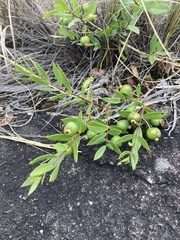 Psidium salutare mucronatum