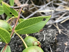 Psidium salutare mucronatum