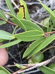 Psidium salutare mucronatum