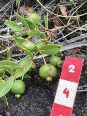 Psidium salutare mucronatum