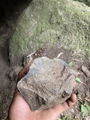 Psidium salutare mucronatum