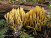 Green-staining Coral Mushroom - Photo (c) Renée Lebeuf, some rights reserved (CC BY-NC), uploaded by Renée Lebeuf