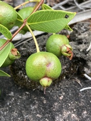 Psidium salutare mucronatum