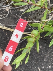 Psidium salutare mucronatum