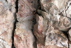 Cosmobunus granarius