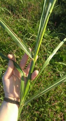 Sorghinae