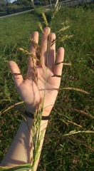Sorghinae