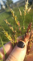 Sorghinae