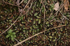 Mannia fragrans