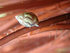 Tricolia pullus