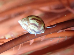 Tricolia pullus