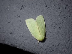 Bena bicolorana