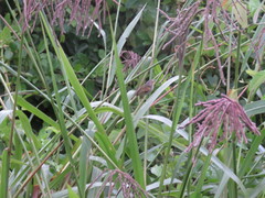Poecilotriccus latirostris
