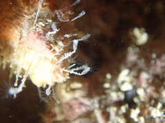 Clytia hemisphaerica