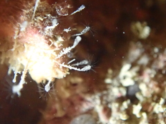 Clytia hemisphaerica