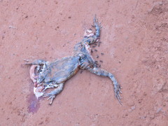 Leptodactylus knudseni