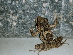 Thoropa miliaris