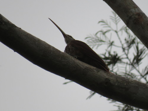 Long-billed Woodcreeper (Nasica longirostris), photo 10