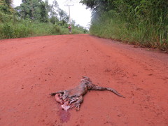 Leptodactylus knudseni