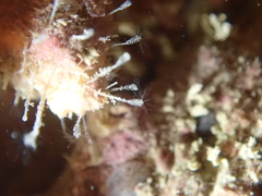 Clytia hemisphaerica