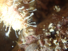 Clytia hemisphaerica