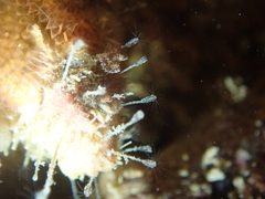 Clytia hemisphaerica