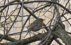 Erithacus rubecula