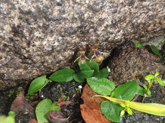 Chiloglottis sphyrnoides