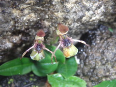 Chiloglottis sphyrnoides