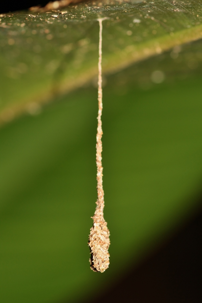 Silk Wasps