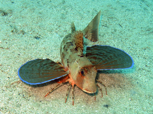 Streaked Gurnard