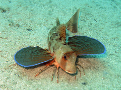 Streaked Gurnard photo 5