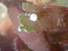 Tricolia pullus