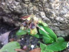 Chiloglottis sphyrnoides