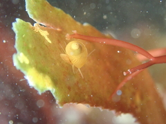 Tricolia pullus