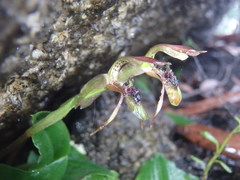 Chiloglottis sphyrnoides