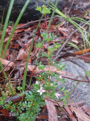 Boronia algida