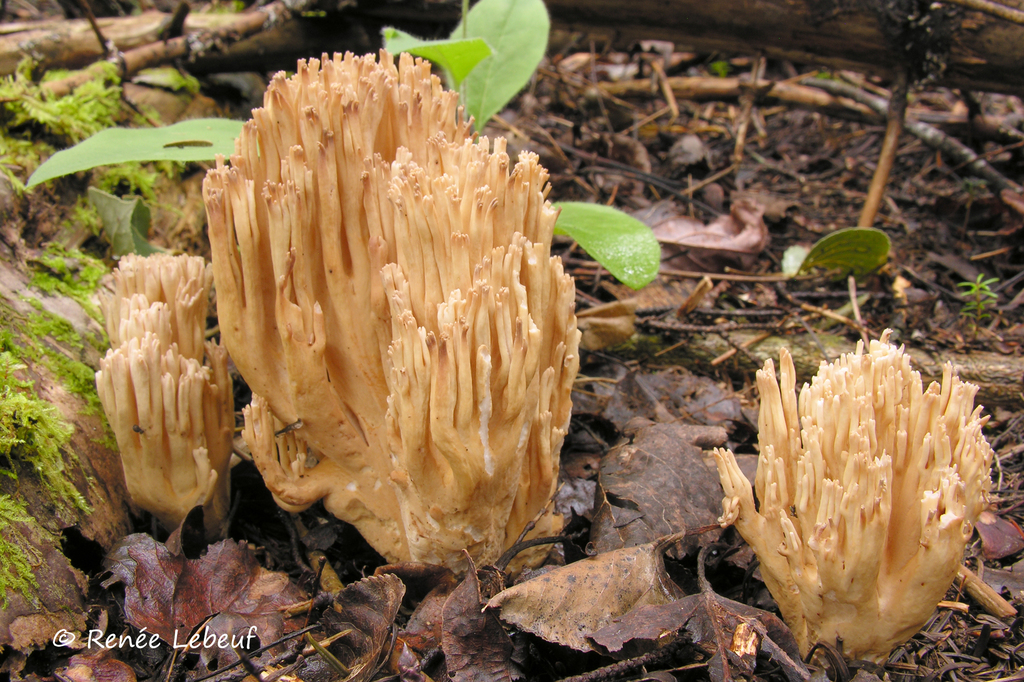 Ramaria acrisiccescens